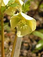 Hellebore du Caucase - Helleborus Caucasicus (fam Renonculacees) (Caucase) (03) (Photo F. Mrugala)